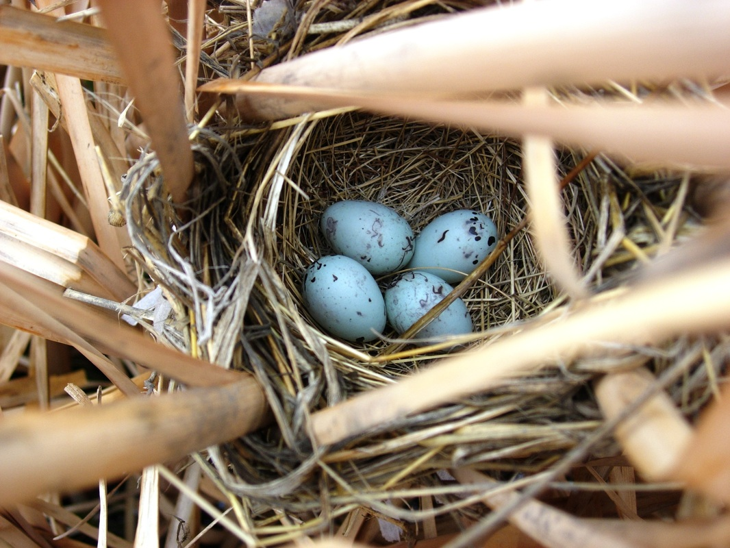 May contain: egg, food, and nest