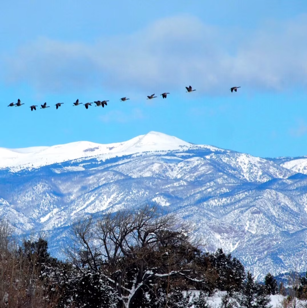 A flock of birds flying in a line over snowy mountains and trees.