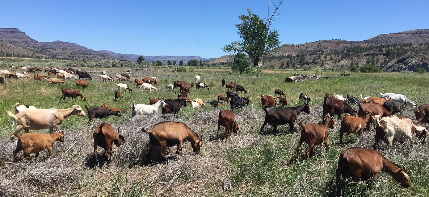 Photo of Goat Treatment: Goats grazing in the countryside