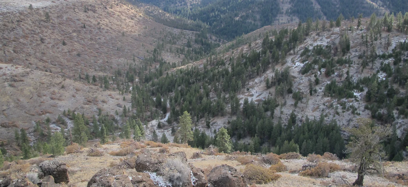 Photo of Boag Creek Juniper Cut