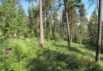 Photo of woods in Oregon