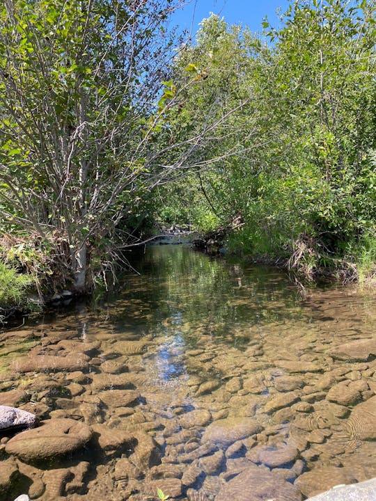 May contain: nature, outdoors, wilderness, land, creek, stream, water, plant, vegetation, jungle, rock, tree, woodland, pond, rainforest, grove, and swamp