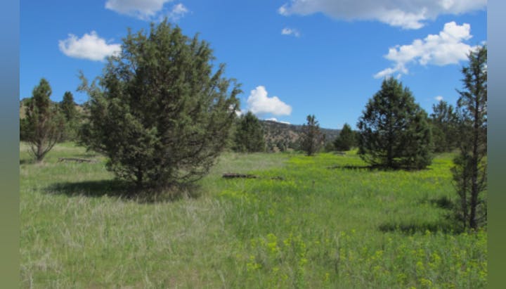 A sunny landscape with green grass, scattered trees, and a blue sky dotted with clouds.