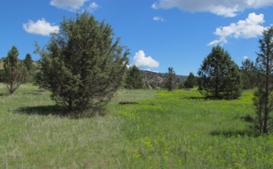 A sunny landscape with green grass, scattered trees, and a blue sky dotted with clouds.