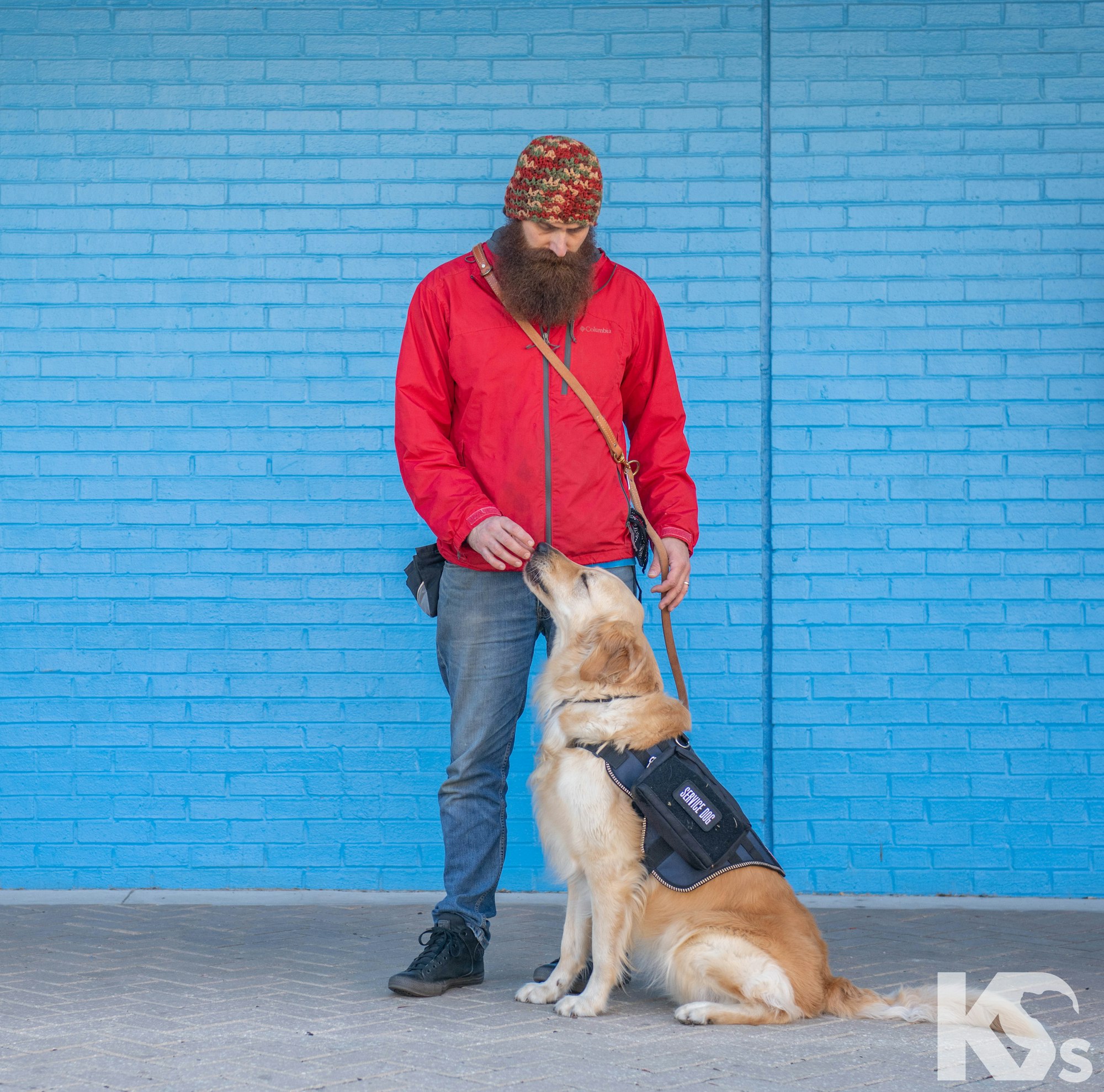 A man in a red jacket interacts with a golden retriever wearing a harness in front of a blue wall.
