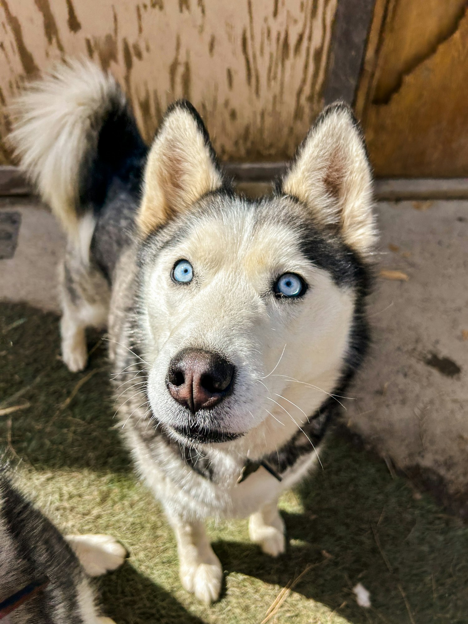 A husky with striking blue eyes.