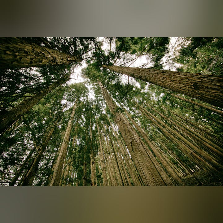 A view looking up at tall trees in a dense forest, showcasing lush green foliage and trunks reaching towards the sky.