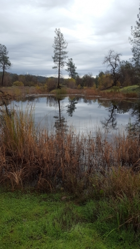 May contain: water, nature, land, outdoors, and pond