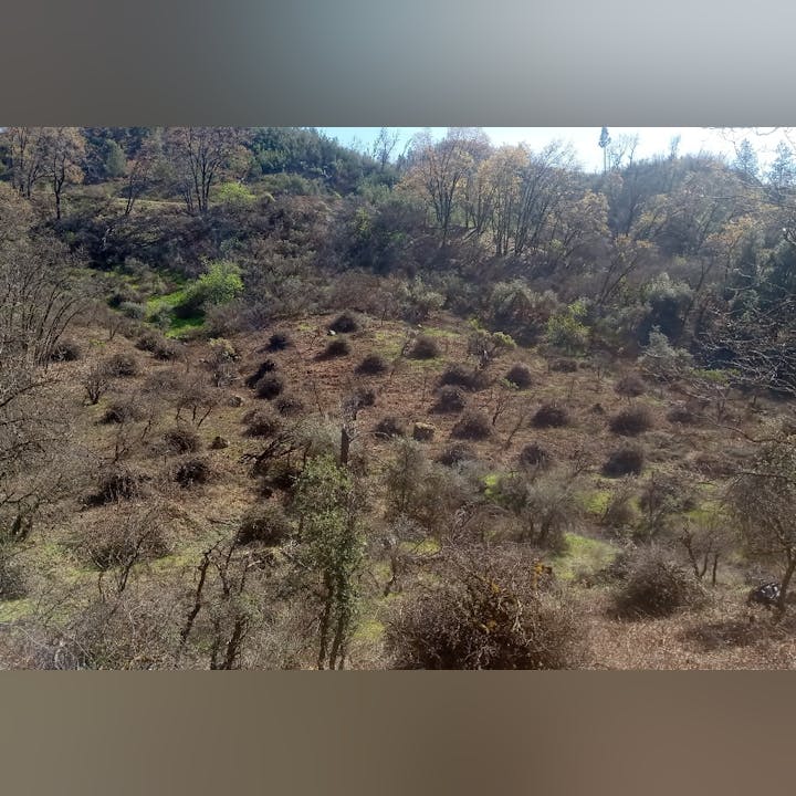 A hillside with scattered shrubs and trees, some areas are more densely wooded.