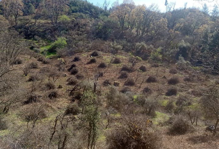 A hillside with scattered shrubs and trees, some areas are more densely wooded.