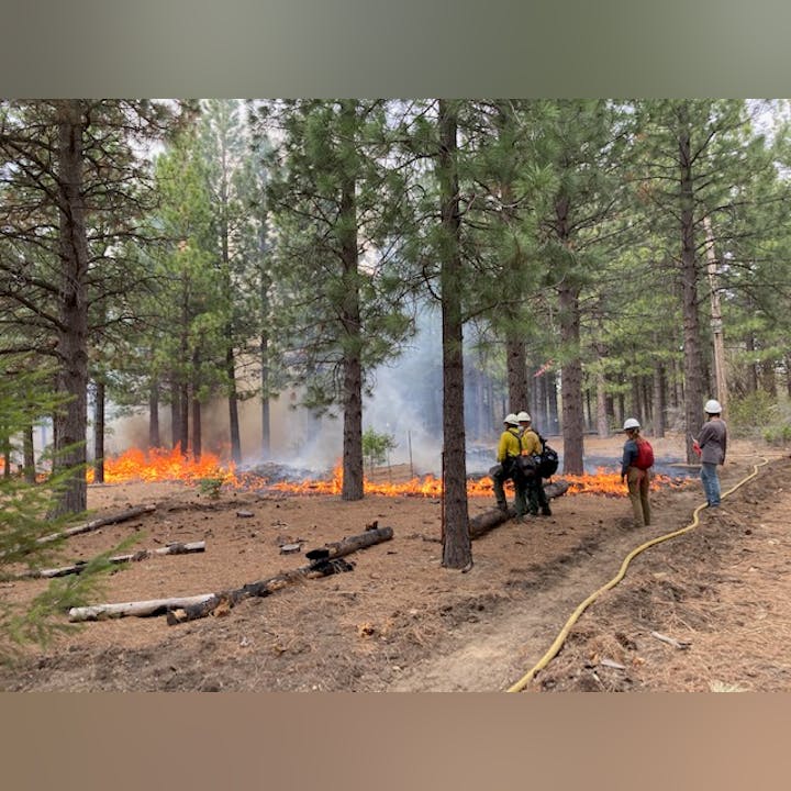 Firefighters managing a controlled burn in a forest.