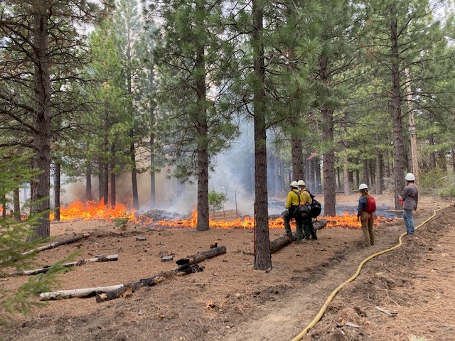 Firefighters managing a controlled burn in a forest.