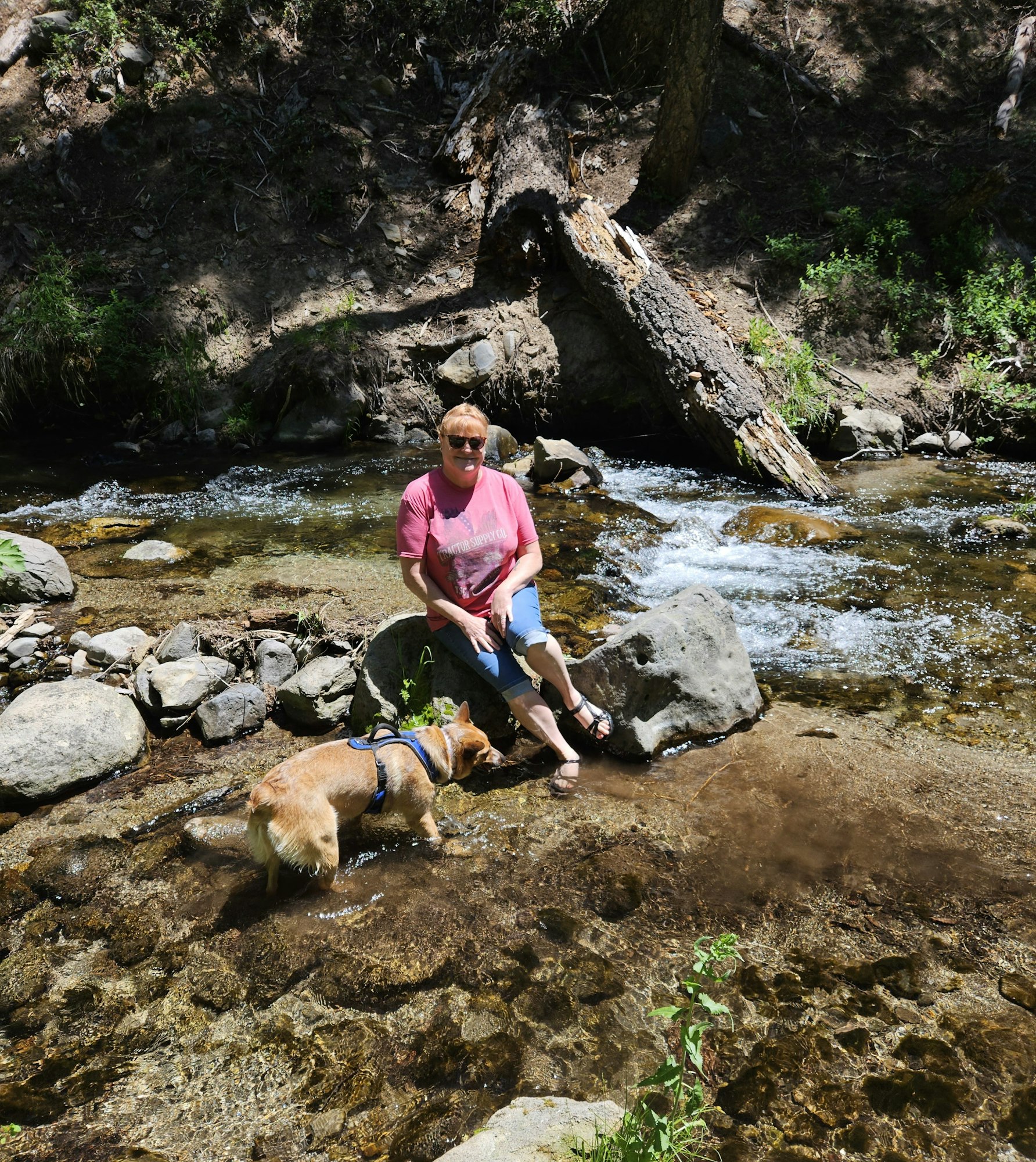 Person sitting by a creek with a dog, surrounded by rocks and greenery.