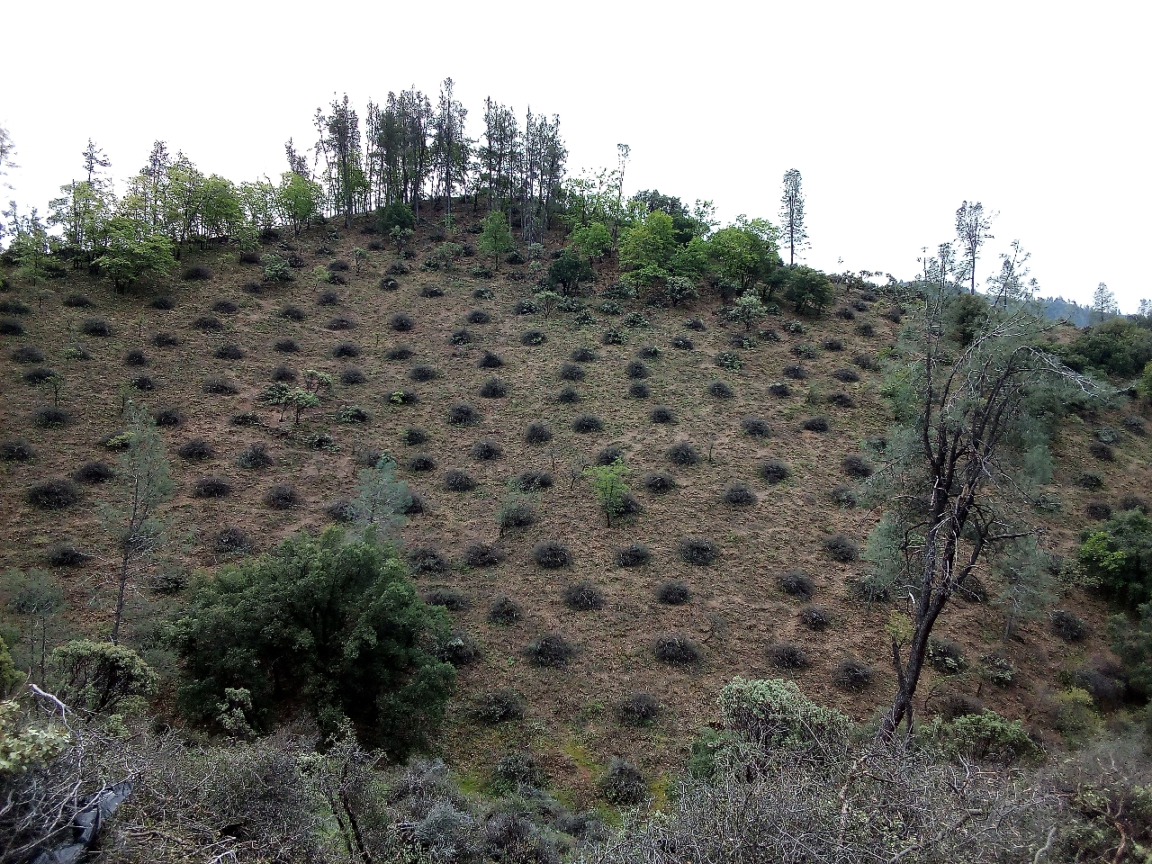 May contain: slope, field, grassland, nature, outdoors, soil, wilderness, plant, and vegetation