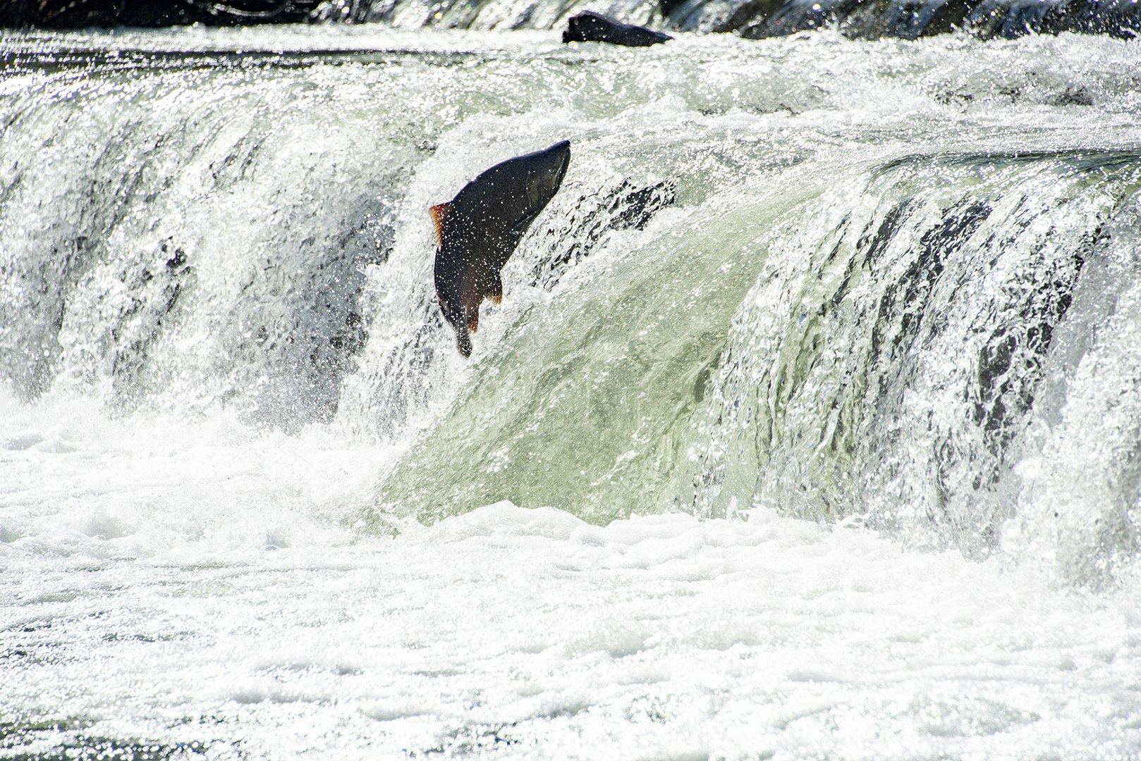 May contain: nature, outdoors, water, waterfall, sea, animal, fish, sea life, and shark