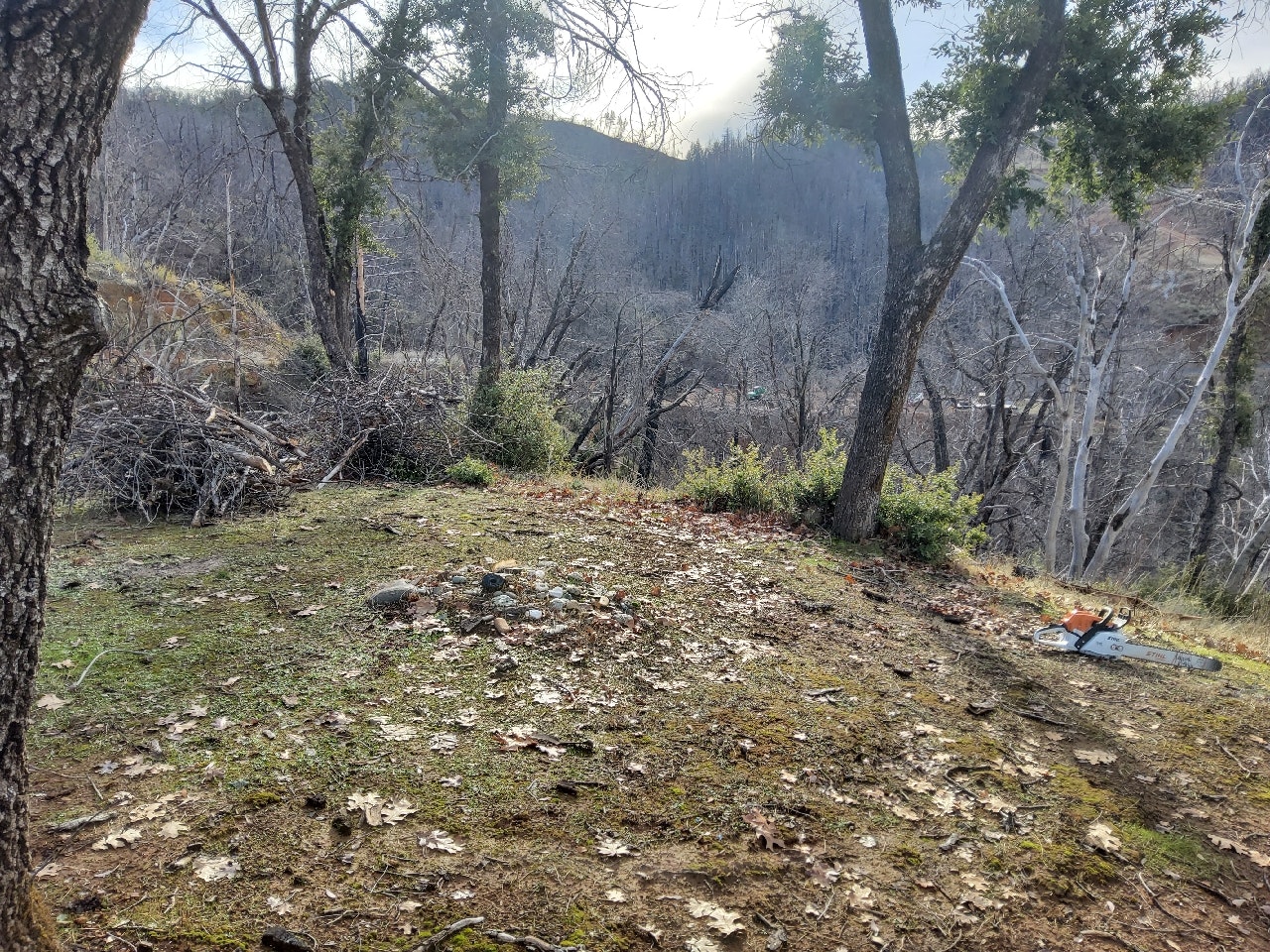 Forest clearing with fallen leaves, a chainsaw, and piles of branches.