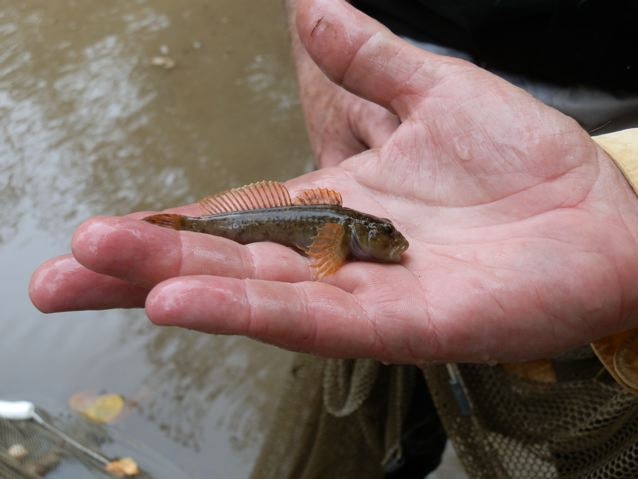 A person holds a small fish in their hand against a water backdrop.