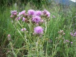 May contain: plant, flower, blossom, and thistle