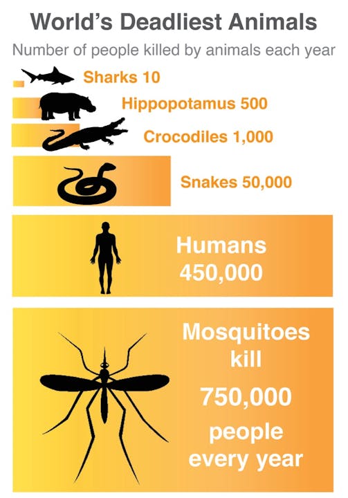 May contain: person, human, insect, animal, invertebrate, advertisement, poster, flyer, paper, and brochure