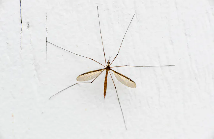 A close-up of a slender insect with long legs and transparent wings resting on a white surface.