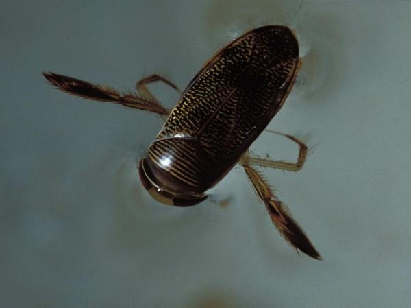 May contain: insect, invertebrate, animal, and cockroach