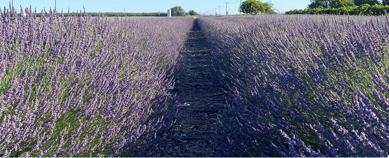 A path through a lush lavender field under a clear blue sky.