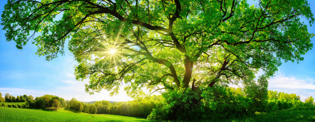 A large tree with sunlight filtering through its green leaves, set in a vibrant green landscape under a bright blue sky.