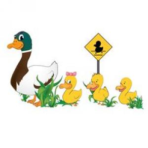 May contain: duck, animal, and bird