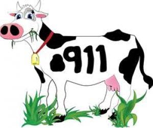 May contain: cow, cattle, animal, mammal, and dairy cow