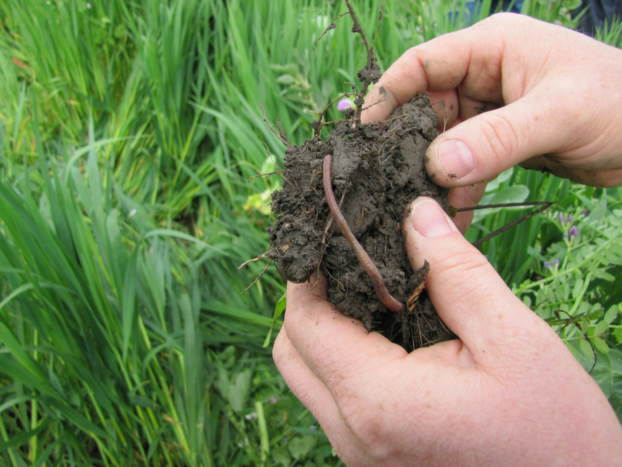 May contain: soil, human, person, outdoors, and garden