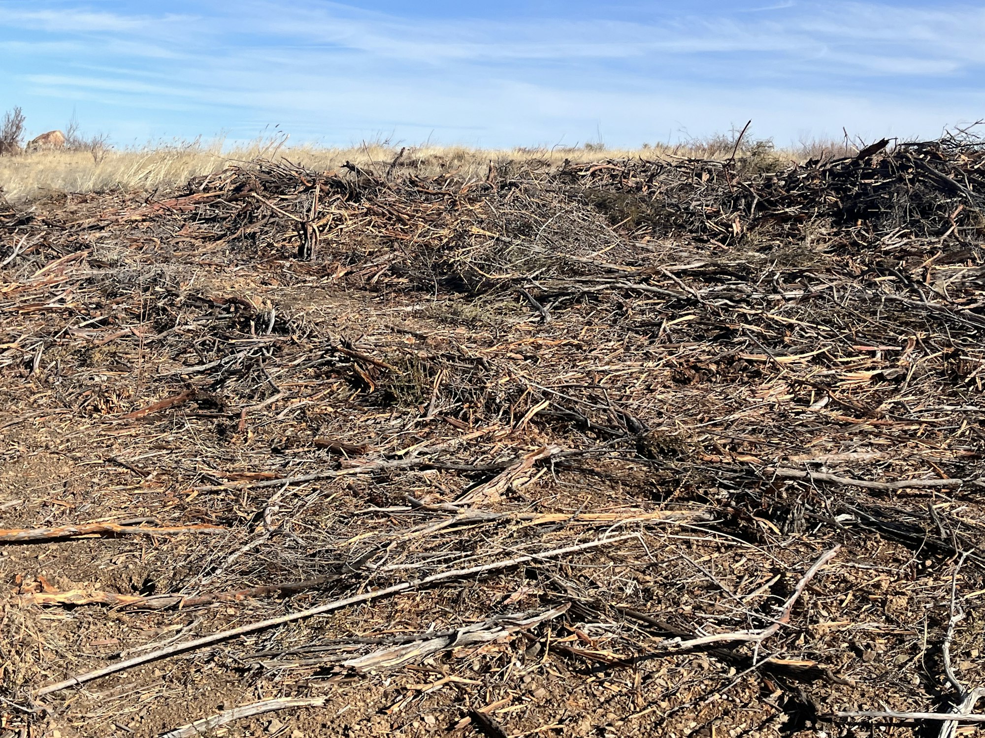 Dry twigs and brushwood scattered over soil with grass and a blue sky in the background.