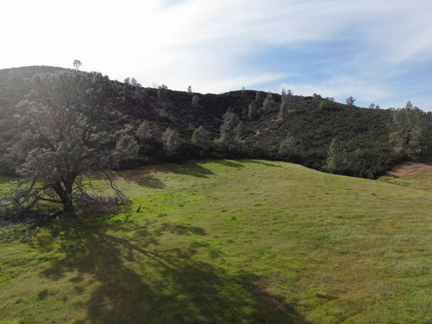 May contain: grassland, field, outdoors, grass, plant, nature, slope, and tree