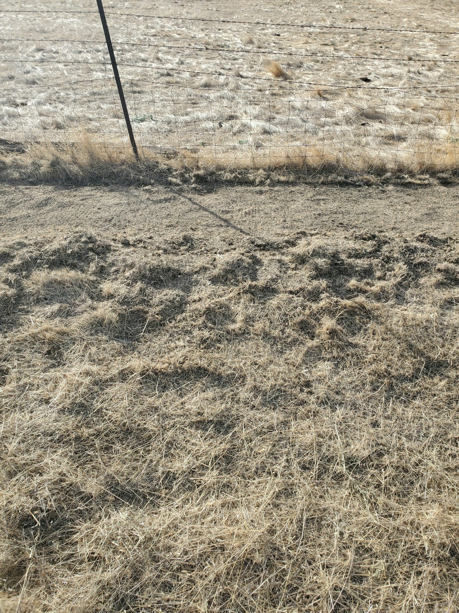 May contain: ground, soil, rug, outdoors, and nature