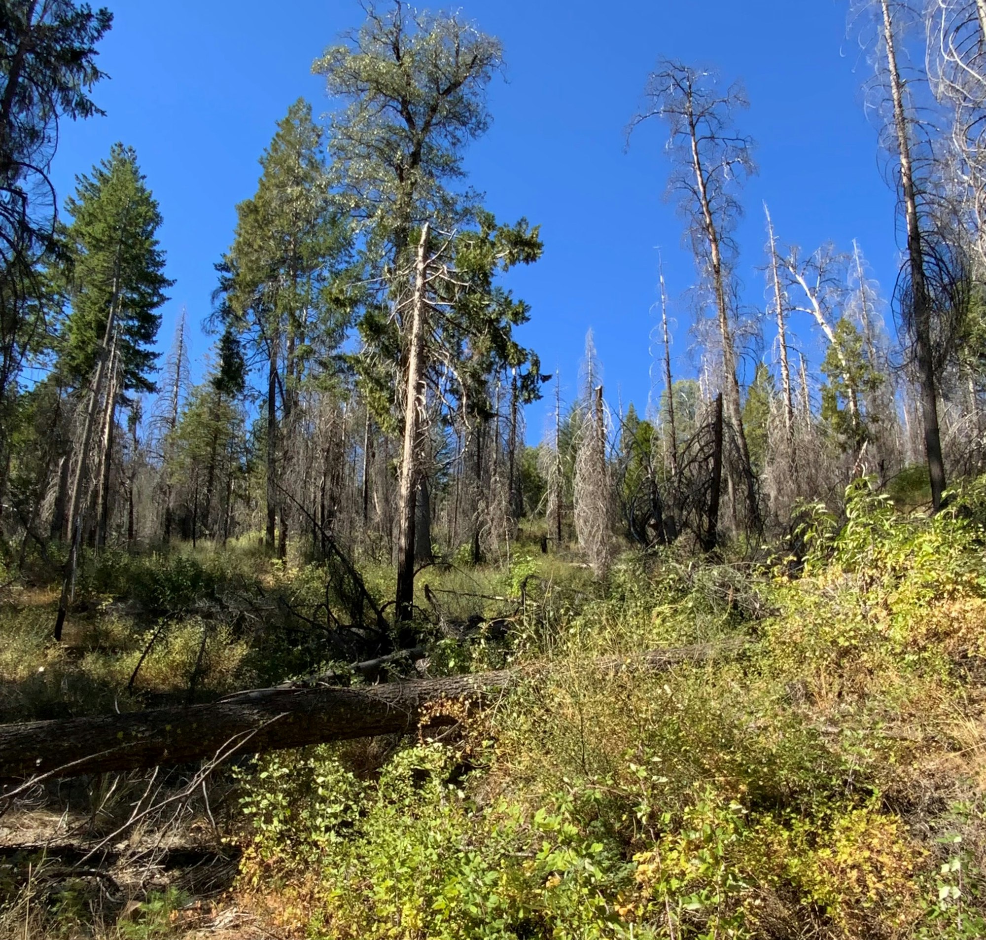 Forest with tall trees, fallen logs, and sunlight under a clear blue sky.