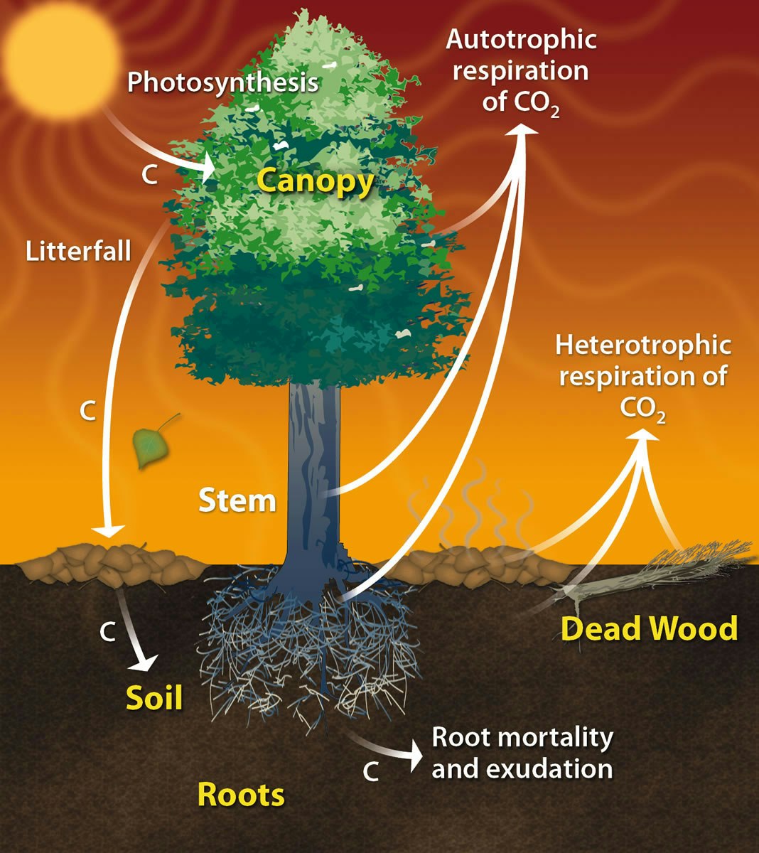 Carbon Cycle of a Tree