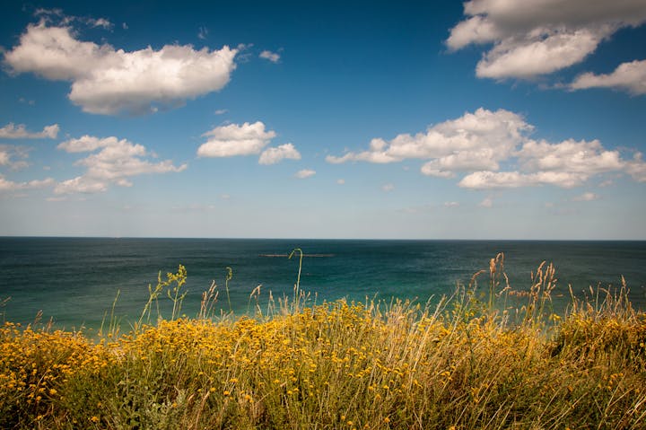 May contain: nature, outdoors, sky, cloud, cumulus, weather, horizon, field, grassland, azure sky, scenery, grass, and plant