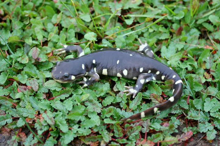 The image shows a dark-colored salamander with white spots, resting on green foliage.