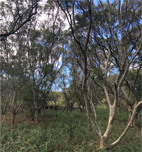 A dense forest with tall, slender trees under a partly cloudy blue sky.