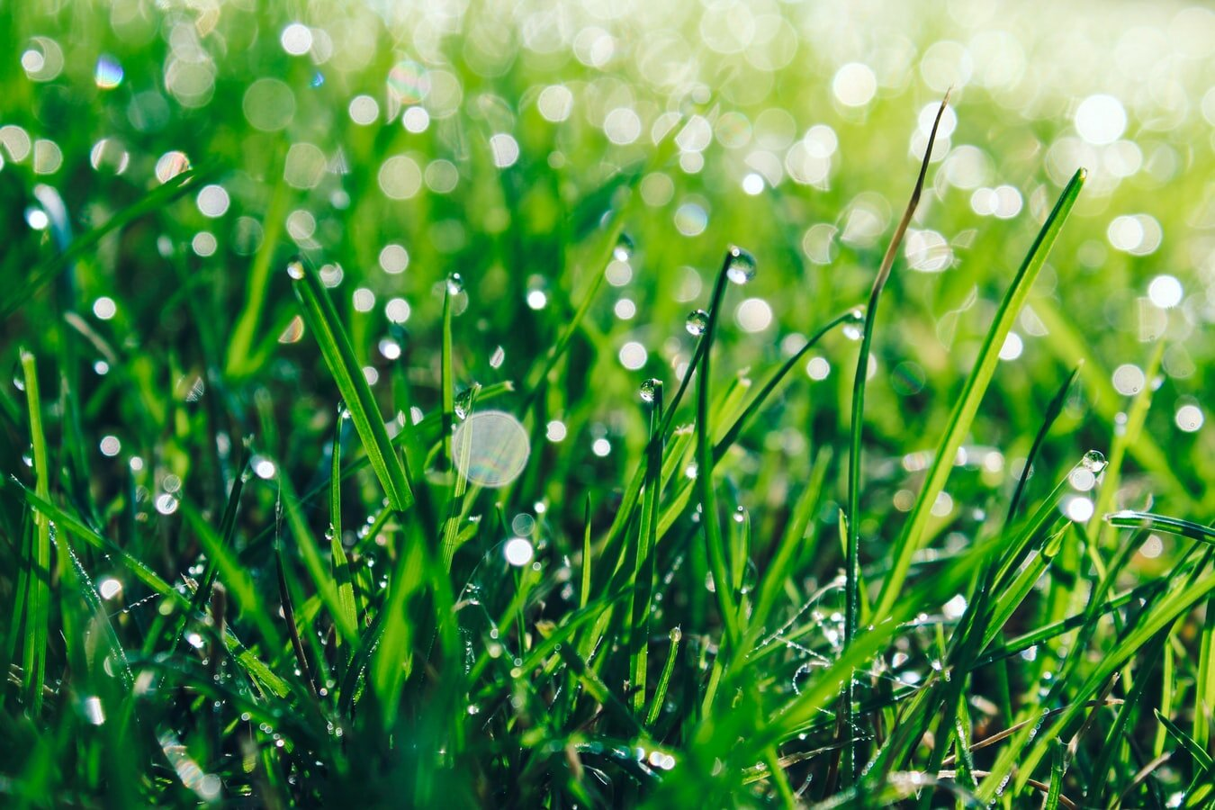 May contain: grass, plant, green, and lawn