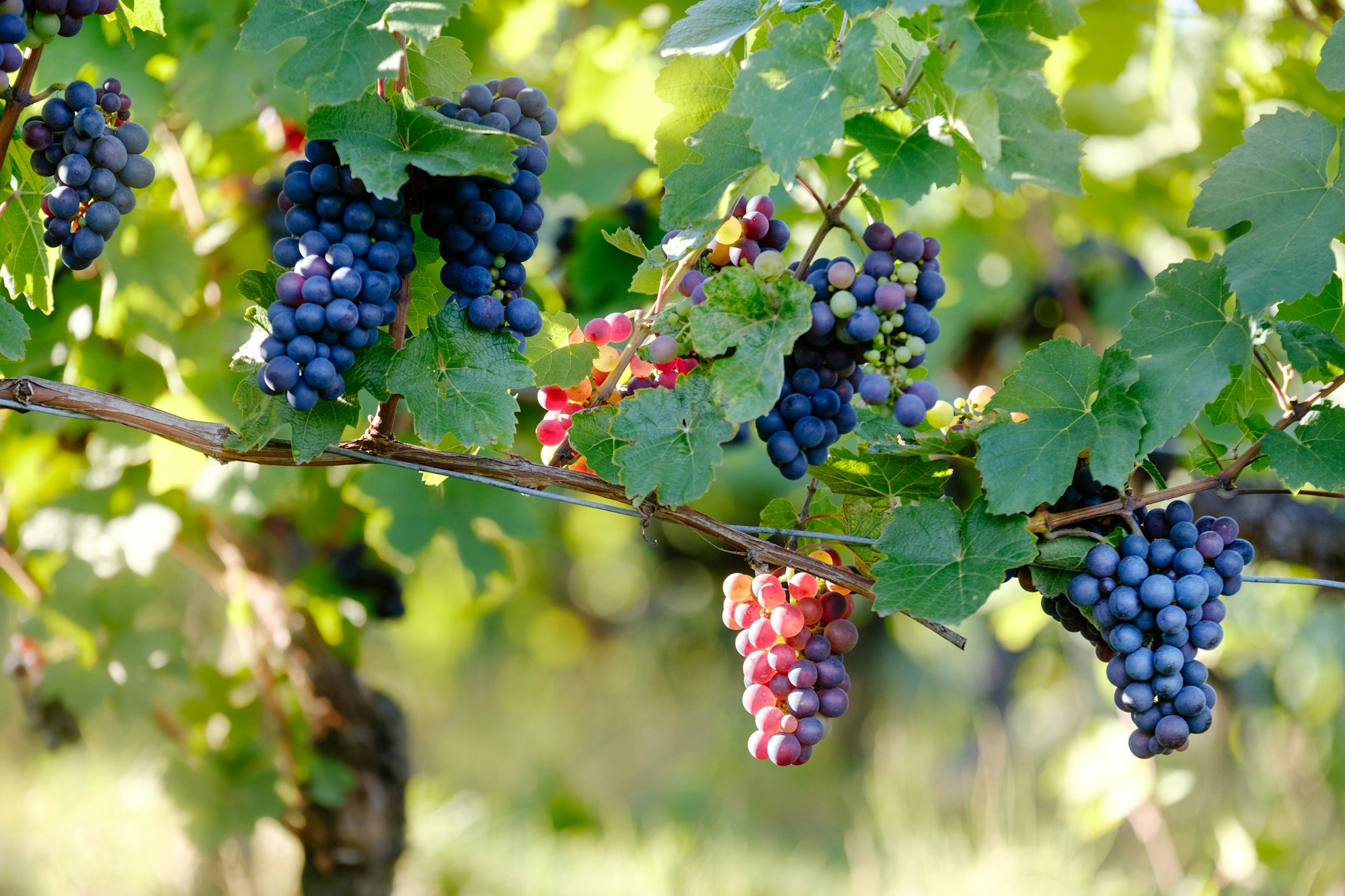 May contain: nature, outdoors, vine, plant, countryside, fruit, produce, food, grapes, rural, berry, and farm