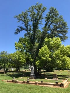 May contain: plant, tree, and oak