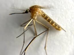 Culex Pipien - Also called the Northern House Mosquito
