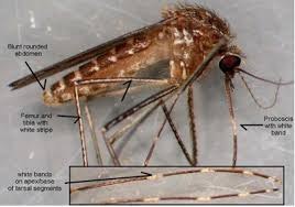 Culex Tarsalis