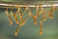 Mosquito Larvae