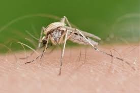 Aedes Dorsalis