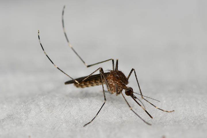 May contain: animal, insect, invertebrate, and mosquito