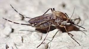 aedes nigromaculis
