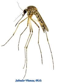 Aedes Vexan