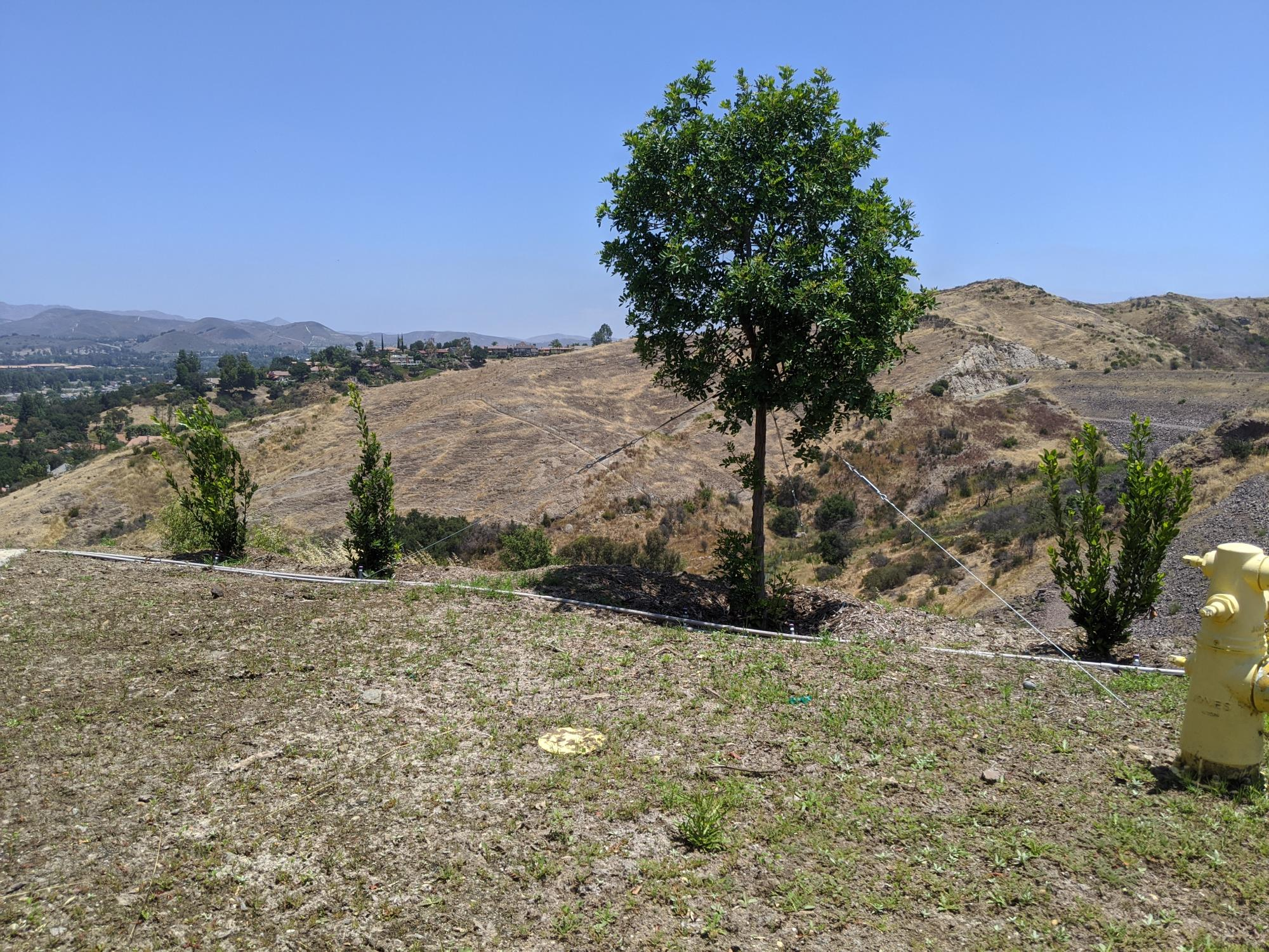 A tree and some small shrubs on a hillside with a yellow fire hydrant in the foreground, overlooking a hilly landscape.