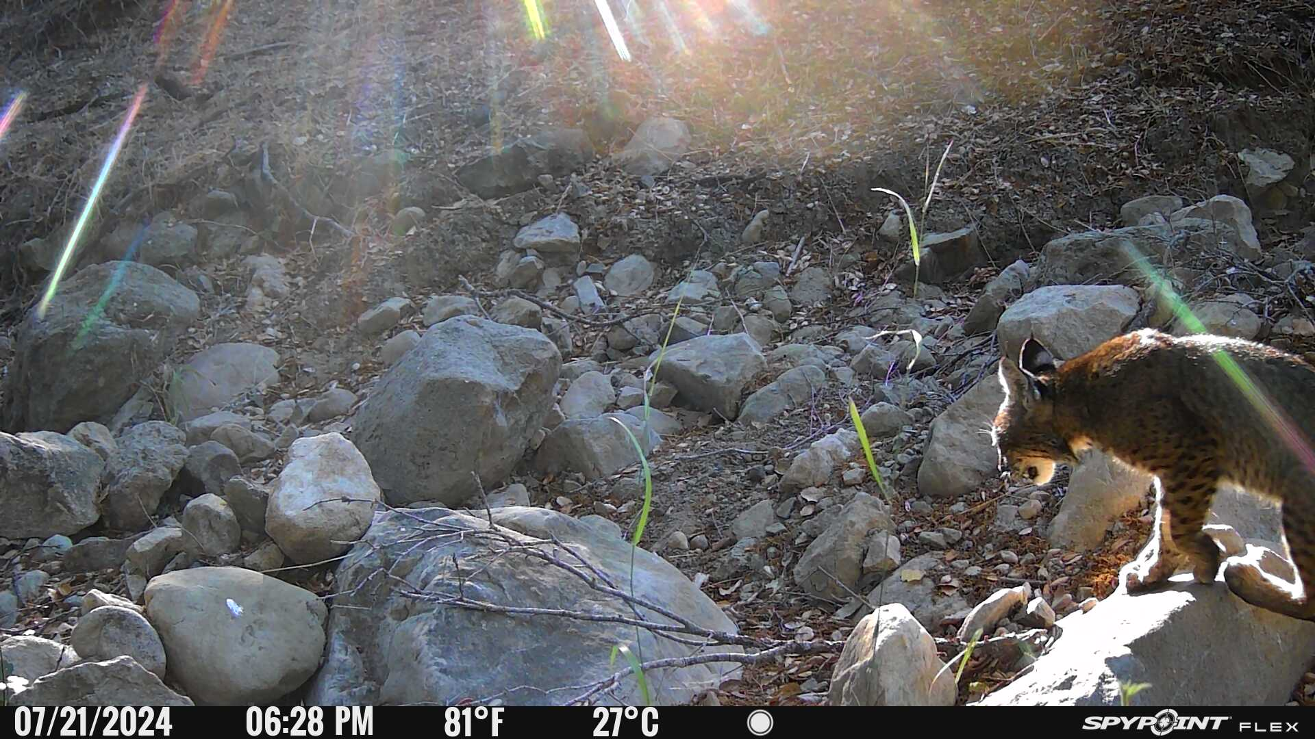 A bobcat walking on rocks in a sunlit area, captured by a trail camera on 07/21/2024 at 6:28 PM.